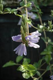 Image result for Sclerochiton