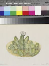 Image result for Crassula alticola