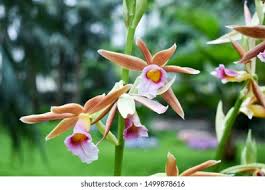 Image result for Phaius occidentalis