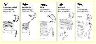 Digestive Respiratory Systems The Little Brown Bat Resource