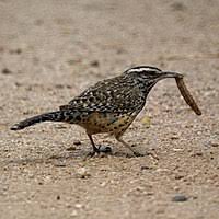 Guests benefit from a patio and an outdoor pool. Cactus Wren Wikipedia