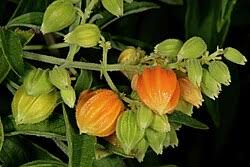 Image result for Hoslundia