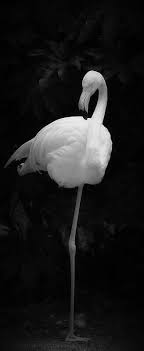 Pin By عابرة سبيل On ابيض واسود White Flamingo Flamingo Pictures Albino Animals
