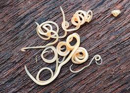 Bien que l'hydrogène et le méthane contenus dans les gaz intestinaux soient inflammables, émettre des gaz à proximité. Ascaridiose Definition Symptomes Diagnostic Traitements