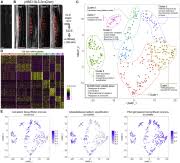 Check spelling or type a new query. Molecular Plant Cell Press