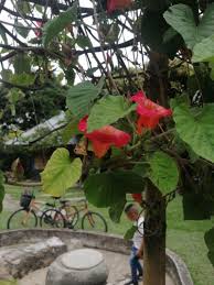 Image result for Stictocardia beraviensis