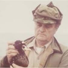 A shark in bloody water