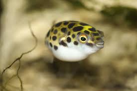 Sexual dimorphism can only be seen from an older age. Tetrodon Vert Dichotomyctere Nigroviridis Fiche Poissons