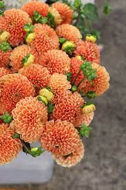 The Original Los Angeles Flower Market Treats And Trends Farmers Market Flowers Flower Market Flowers For Sale