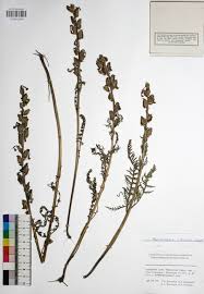 Image result for Argyrolobium macrophyllum