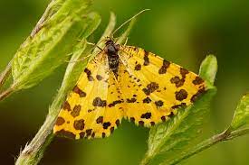Günter krings nordeifel er ist kein gefährliches raubtier, der pantherspanner. Pantherspanner Foto Bild Tiere Wildlife Schmetterlinge Bilder Auf Fotocommunity