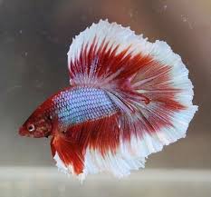 Salamander Halfmoon Peixe Beta Animais Peixes