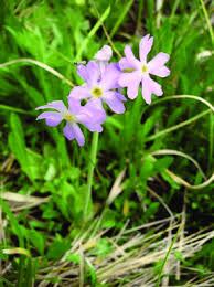 Image result for Primulaceae