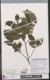 Image result for Rinorea brachypetala