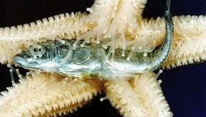 dit is een stekelhuidigen die een levende vis op eet veder eten ze ook aas  en plantaardigen | Zeester, Eten, Dieren