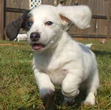 We did not find results for: Long Hair Dachshund Puppy In White And Dark Spots Running On The Grass And Its Earing