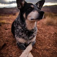 Австралийская пастушья собака (queensland heeler). Is An Australian Cattle Dog Right For Your Family Greencross Vets