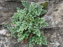 Image result for sleziník Asplenium