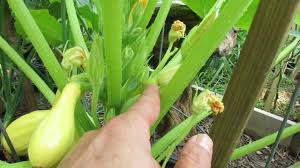 Check spelling or type a new query. Squash Zucchini When To Pick Brown Tipped Fruit Don T Worry Male Female Flowers Mfg 2016 Youtube