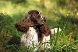 Image result for anglický špringršpaněl
