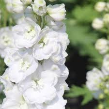 Rittersporn Jupiter White Delphinium Jupiter White Gunstig Online Kaufen In 2020 Rittersporn Staudenbeet Taglilien