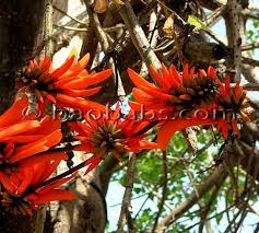 Image result for Erythrina madagascariensis