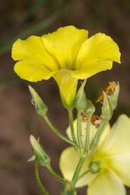 Image result for Oxalis pes-caprae