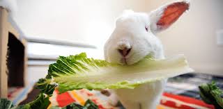 It's often touted as a popular diy method for getting rid of ants around the home naturally. Rescued Bunnies Guinea Pigs At Bunny House Best Friends Animal Society