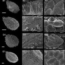 Image result for Impatiens psychadelphoides