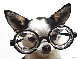 Pin On Fur Babies