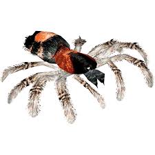 Tarantulas all sold out at this time (85). Trinidad Dwarf Tigerump Terrena Laxamentum Zt2 Download Library Wiki Fandom
