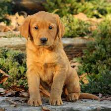 Find golden retriever puppies and breeders in your area and helpful golden retriever information. Golden Labrador Puppies For Sale Greenfield Puppies Golden Labrador Puppies Labrador Puppies For Sale Labrador Puppy