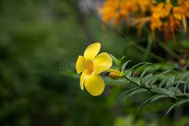 Image result for Allamanda schottii