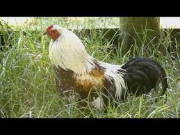 None of the alarm sounds are harsh or jarring. Chicken Sound Alarm Clock 03 Rooster Crowing Sounds Alarm Clock 03 Remix Youtube Rooster Alarm Clock Sound