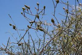 Image result for Maerua juncea