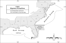 South Atlantic Fishery Bulletin Atlantic Cobia Georgia To