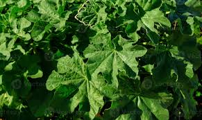 Image result for Pelargonium domesticum round-leaved bushy