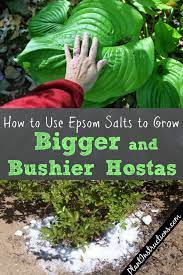 With the same solution, you can use a sprayer to spray the mixture directly on the leaves to keep them lush and healthy. How To Grow Bigger Hostas Plant Instructions
