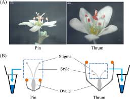 Image result for Fagopyrum esculentum