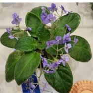 Image result for Saintpauliopsis