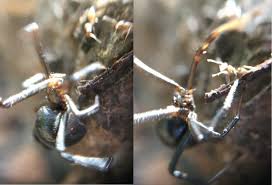 The number and arrangement of spider eyes helps an arachnologist identify the. Giant Black Widow Spider Ant Come Eye To Eye Surprising Result The Niche