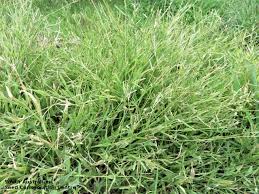 Image result for Urochloa panicoides