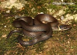 Why are they so much bigger than all info found on internet. Ring Necked Snake