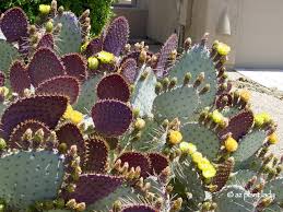 How to get a thanksgiving cactus to bloom: Purple Prickly Pear Archives Ramblings From A Desert Garden