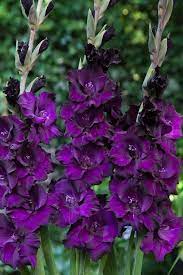 Gladiolus Bulbs Black Velvet Sword Lily Rare Grandifloris 6 Bulbs Bulb Flowers Gladiolus Flower Spring Flowering Bulbs