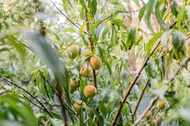 We did not find results for: How To Grow Peach Trees