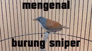 Maybe you would like to learn more about one of these? Inilah Keistimewaan Burung Sniper Harga Dan Suara