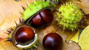 In 1880 there were 9 castagne families living in louisiana. Castagne Matte Come Riconoscerle Per Non Rischiare Un Intossicazione
