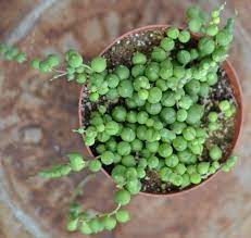 How to grow string of pearls. How To Revive A Dying String Of Pearls Plant Gardener Report