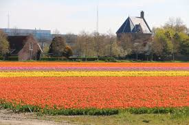 Delivered in every country in europe. Flower Forecast 28 April 2021 Most Tulips Are In Bloom Tulip Festival Amsterdam